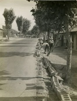 A tree-lined road in Siheung